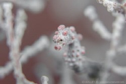 S H A L L O W
Pygmy seahorse (Hippocampus bargibanti)
A... by Irwin Ang 